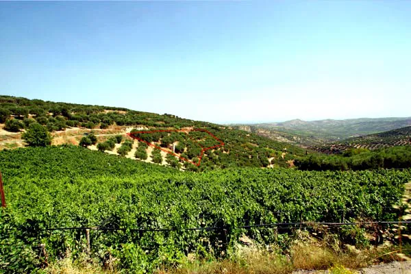 1,245 m² Plot for Sale in Archanes, Archanes-Asterousia — photo 3