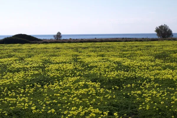 Sea-View 97,000 m² Plot of Land for Sale in Makris Gialos, Lasithi — photo 5