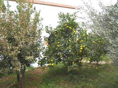 Three-Bedroom Seafront Villa for Sale in Kalamitsi Amigdali, Apokoronas — photo 5