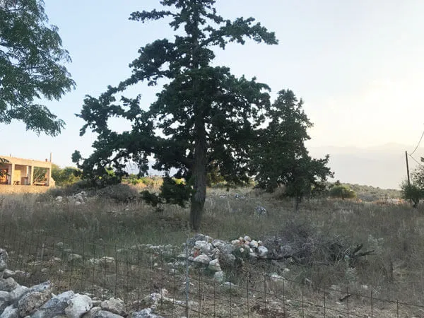 Seafront 5,000 m² Plot of Land for Sale in Vamos, Apokoronas — photo 2