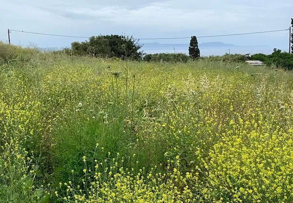 Seafront 1,504 m² Land for Sale in Chorafakia, Akrotiri — photo 2