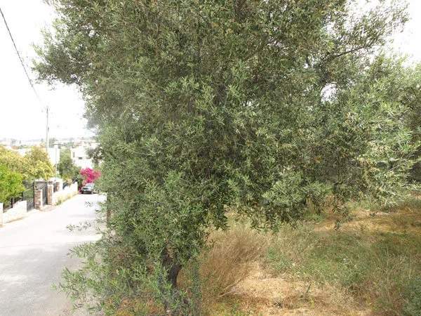 Seafront 2,300 m² Plot of Land for Sale in Galatas, Chania — photo 4