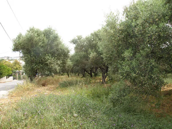 Seafront 2,300 m² Plot of Land for Sale in Galatas, Chania — photo 3