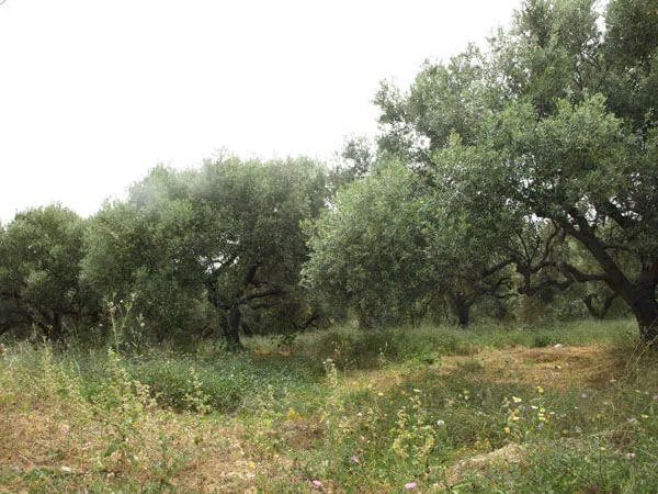 Seafront 2,300 m² Plot of Land for Sale in Galatas, Chania — photo 5
