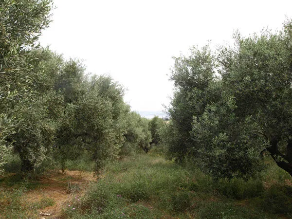 Seafront 2,300 m² Plot of Land for Sale in Galatas, Chania — photo 2