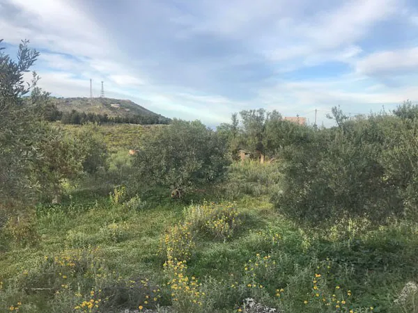 Seafront 4,882 m² Plot for Sale in Likotinara, Apokoronas — photo 4