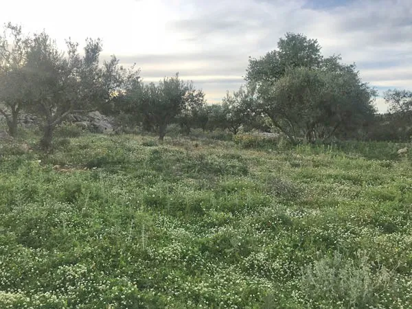 Seafront 4,882 m² Plot for Sale in Likotinara, Apokoronas — photo 2