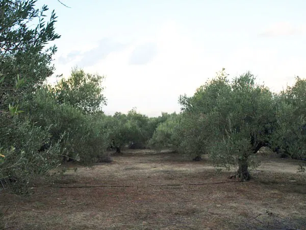 Sea-View 7,088 m² Plot of Land for Sale in Maleme, Platanias