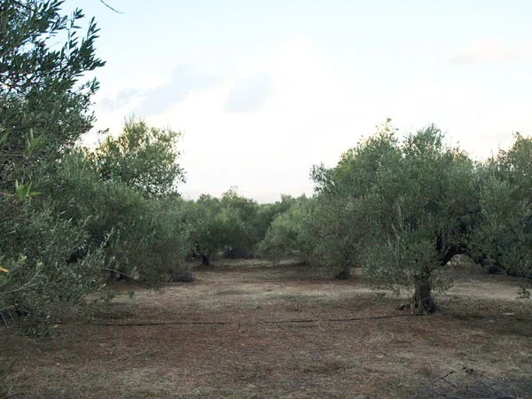 Sea-View 7,088 m² Plot of Land for Sale in Maleme, Platanias