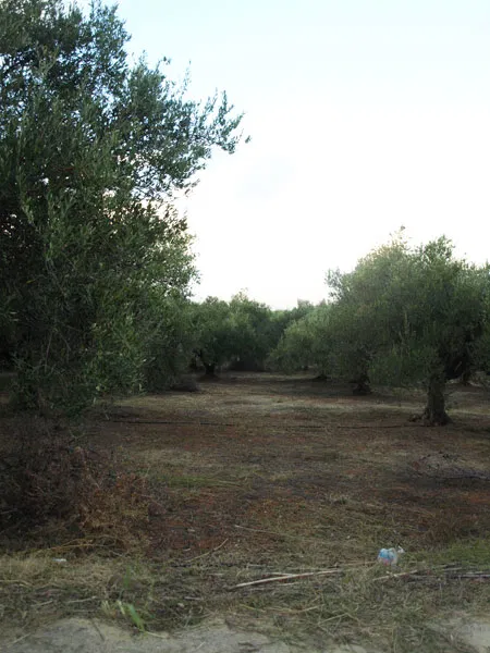 Sea-View 7,088 m² Plot of Land for Sale in Maleme, Platanias — photo 4