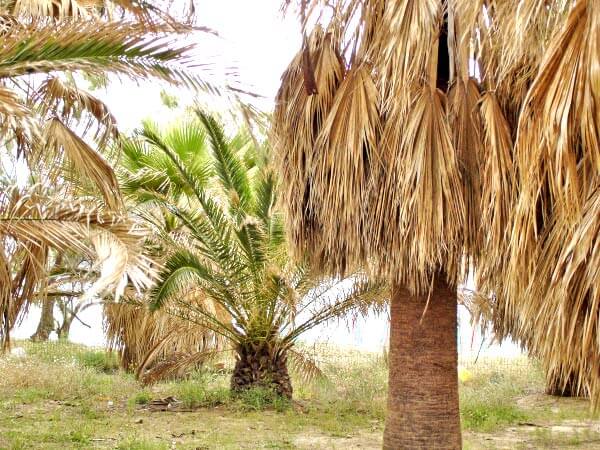 Sea-View 10,300 m² Plot for Sale in Agia Marina, Chania — photo 4
