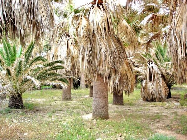 Sea-View 10,300 m² Plot for Sale in Agia Marina, Chania — photo 2