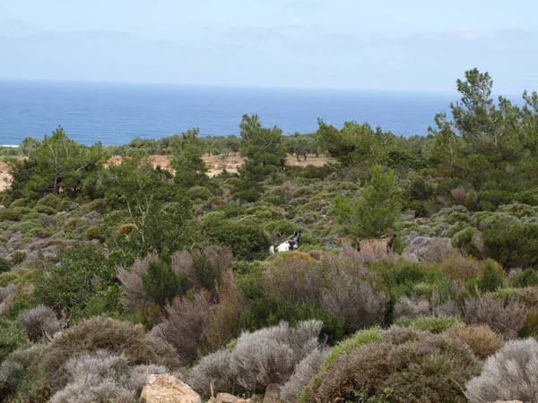 Seafront 786,000 m² Land for Sale in Kissamos, Chania — photo 4