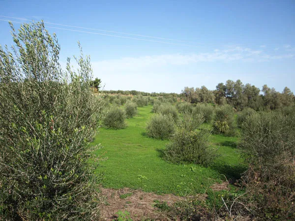 Seafront 3,940 m² Plot of Land for Sale in Perama, Rethymnon — photo 4