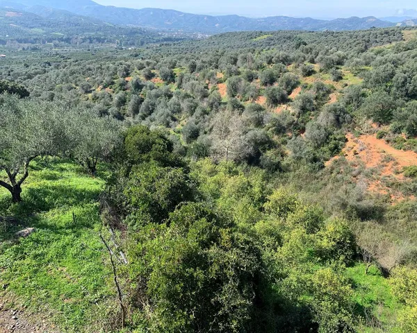 20,000 m² Plot of Land for Sale in Fournes, Chania