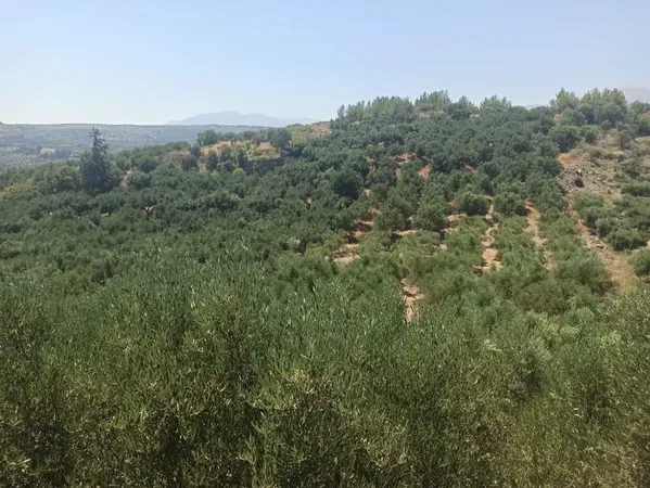 6,800 m² Land for Sale in Armenoi, Apokoronas — photo 3