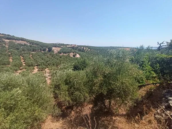 6,800 m² Land for Sale in Armenoi, Apokoronas — photo 4