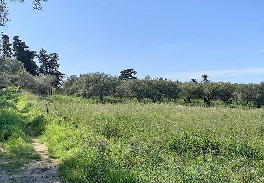 1,033 m² Plot of Land for Sale in Ekali, Athens Northern suburbs