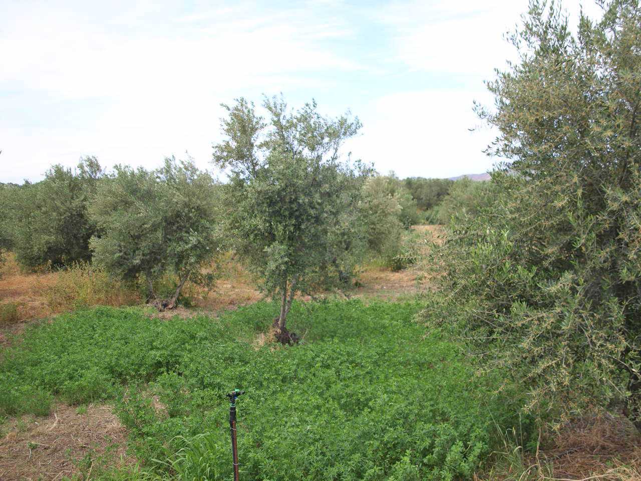 430 m² Land for Sale in Dionysos, Athens Northern suburbs