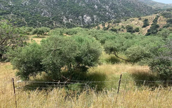 3,379 m² Plot for Sale in Paleochora, Kandanos-Selino