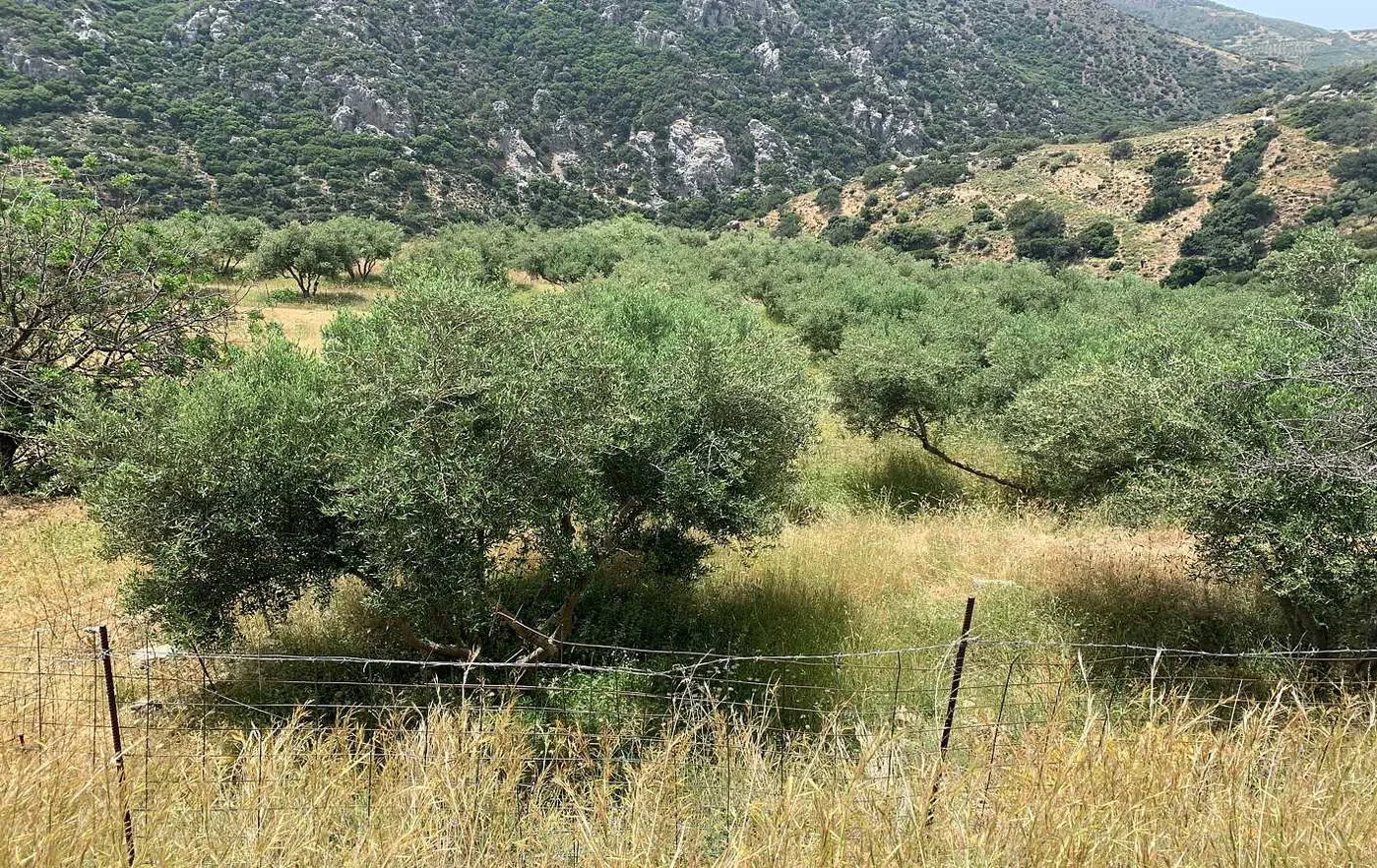 3,379 m² Plot for Sale in Paleochora, Kandanos-Selino