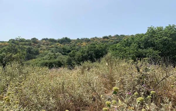 781 m² Land for Sale in Paleochora, Kandanos-Selino — photo 4