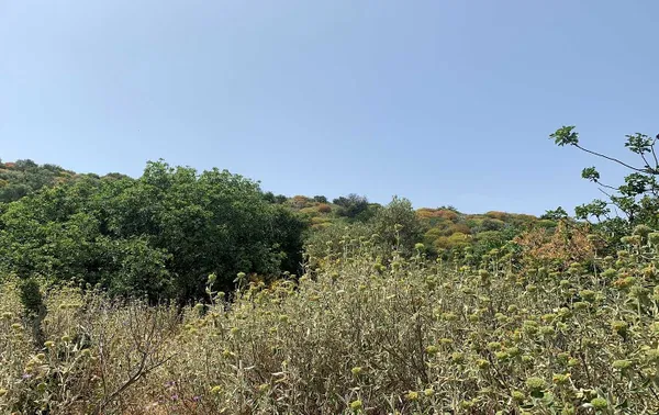 781 m² Land for Sale in Paleochora, Kandanos-Selino — photo 2