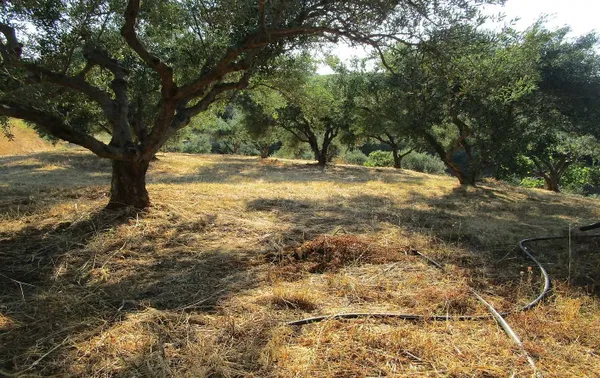 Sea-View 4,000 m² Plot of Land for Sale in Platanias, Chania — photo 3