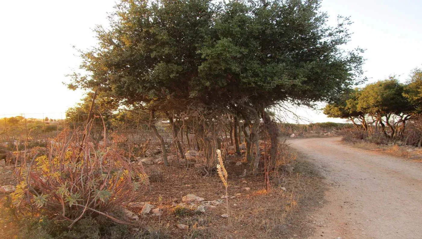 17,000 m² Land for Sale in Sternes, Akrotiri