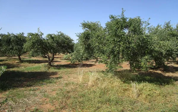 Sea-View 4,000 m² Plot of Land for Sale in Kissamos, Chania — photo 4