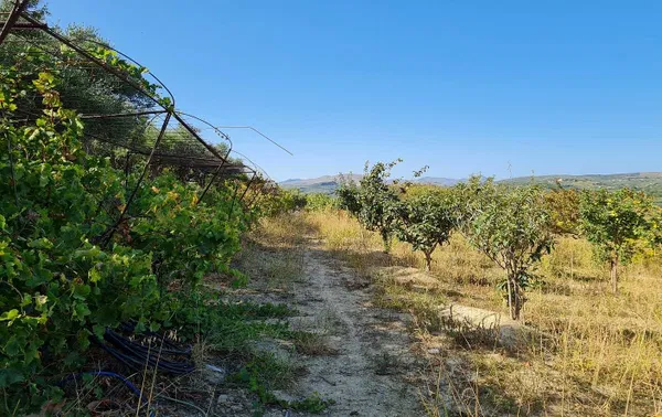 10,300 m² Plot of Land for Sale in Vouves, Platanias — photo 4