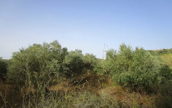 2,500 m² Land for Sale in Tavronitis, Platanias — photo 5