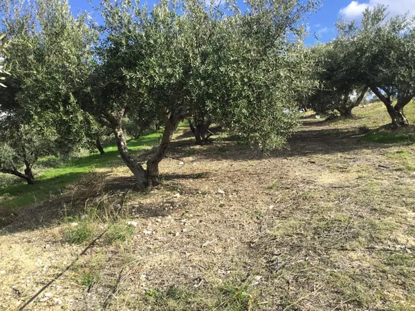 3,495 m² Plot of Land for Sale in Heraklion — photo 3