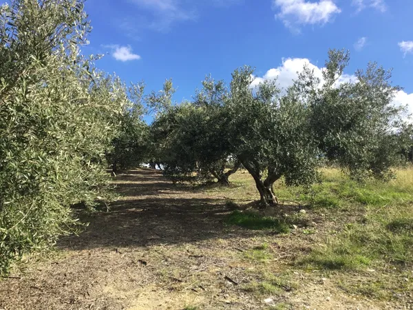 3,495 m² Plot of Land for Sale in Heraklion — photo 5