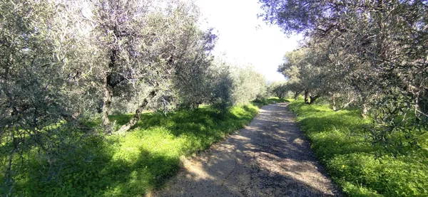 Sea-View 7,939 m² Plot for Sale in Loutraki Platanias, Platanias — photo 5