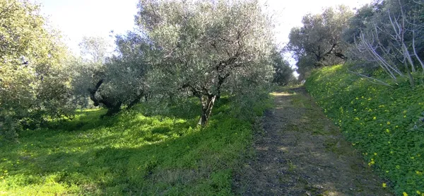 Sea-View 7,939 m² Plot for Sale in Loutraki Platanias, Platanias — photo 3