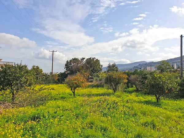 1,600 m² Land for Sale in Perivolia, Chania
