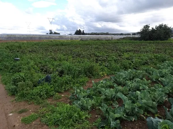 23,500 m² Land for Sale in Rethymnon — photo 2