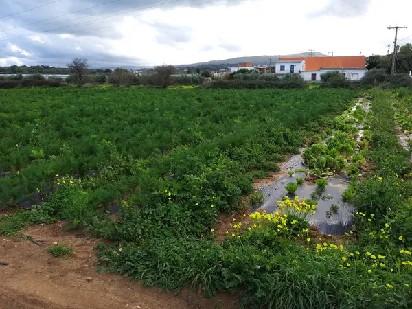 23,500 m² Land for Sale in Rethymnon — photo 3