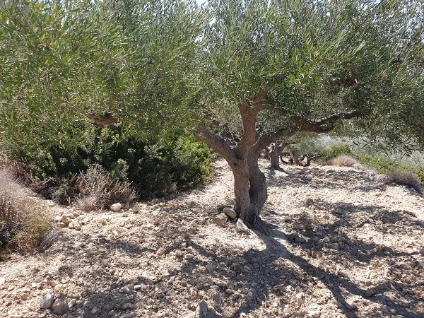 Sea-View 5,800 m² Plot for Sale in Falasarna, Kissamos — photo 3