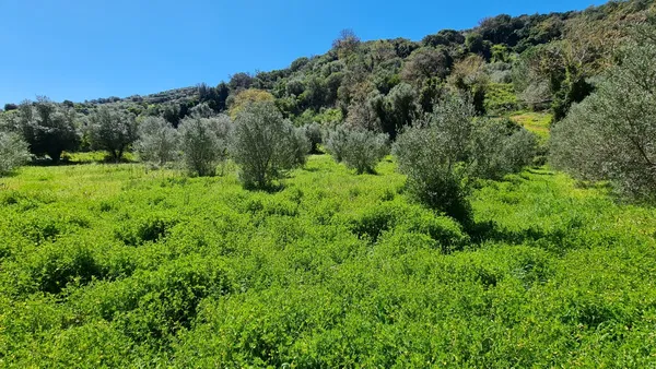 10,829 m² Plot of Land for Sale in Platanias, Chania