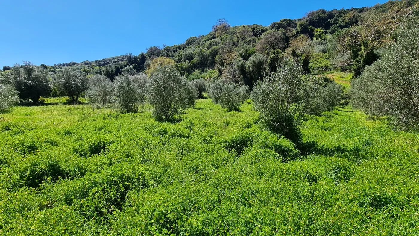10,829 m² Plot of Land for Sale in Platanias, Chania