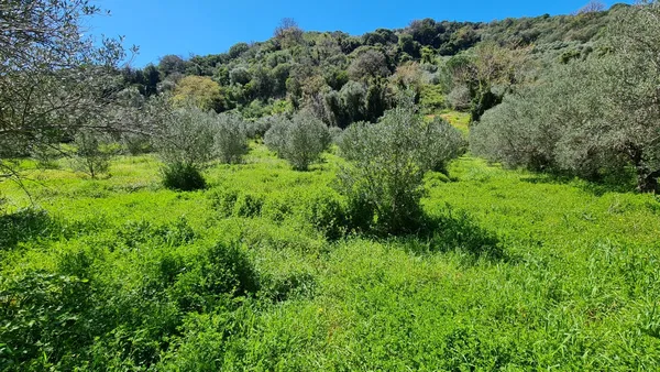 10,829 m² Plot of Land for Sale in Platanias, Chania — photo 3