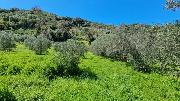 10,829 m² Plot of Land for Sale in Platanias, Chania — photo 2