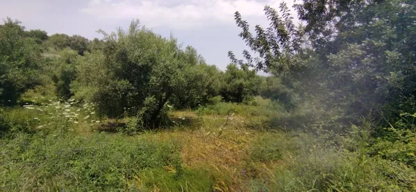 Seafront 2,033 m² Plot for Sale in Tsivaras, Apokoronas with Building permit — photo 5