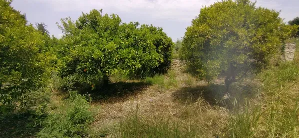 Seafront 2,033 m² Plot for Sale in Tsivaras, Apokoronas with Building permit — photo 3
