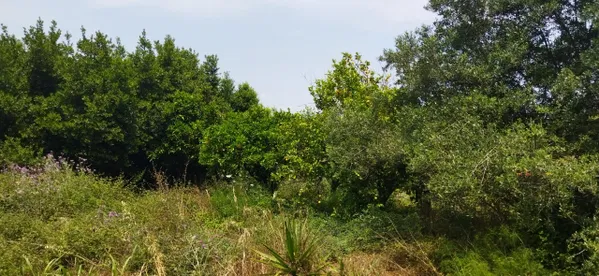 Seafront 2,033 m² Plot for Sale in Tsivaras, Apokoronas with Building permit — photo 4