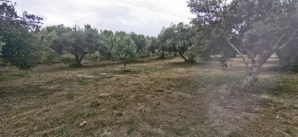 2,575 m² Land for Sale in Kolymbari, Platanias — photo 4