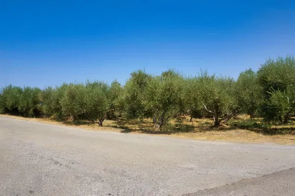 1,255 m² Plot for Sale in Xamoudochori, Platanias — photo 2