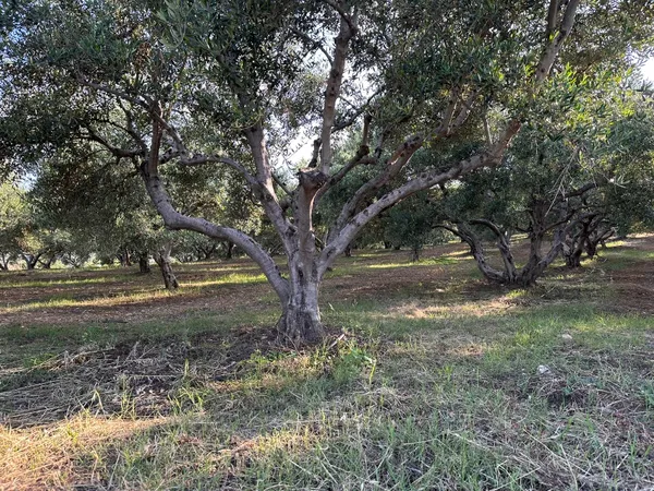 1,255 m² Plot for Sale in Xamoudochori, Platanias — photo 4